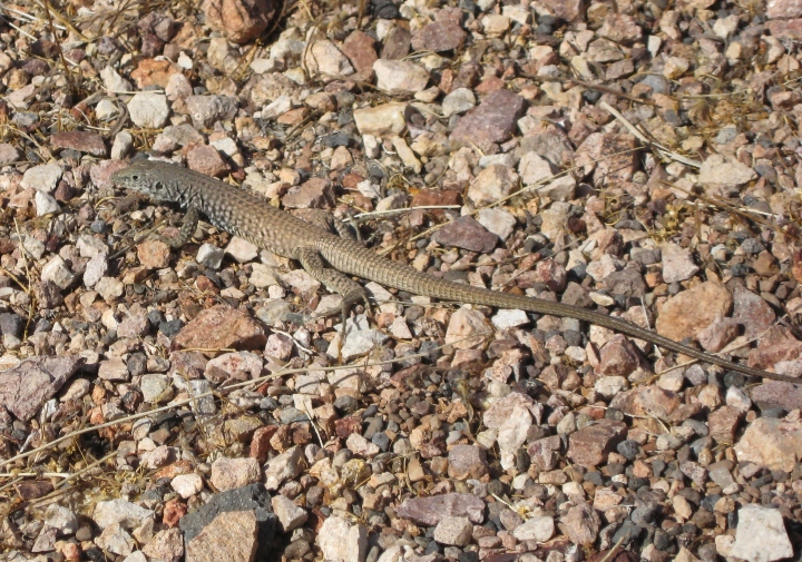 Western Whiptail